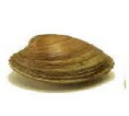 Picture of a clam