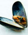 Picture of a mussel