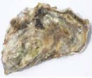 Picture of an oyster