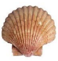 Picture of a scallop
