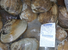A close-up of a pile of whole, uncooked clams in their shells, with a clear plastic bag and a white label visible in the center.