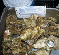 A metal tray filled with fresh, raw oysters with their shells visible, and a label listing oyster information in the background.