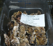 A clear plastic bin filled with freshly harvested oysters, some still partially closed, others open showing their inner shells. A white label with black text is placed on top of the oysters, detailing information about their origin and harvest.