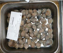 A stainless steel container filled with many small, light-colored clams, a white label with text and a barcode is placed on top of some of the clams.